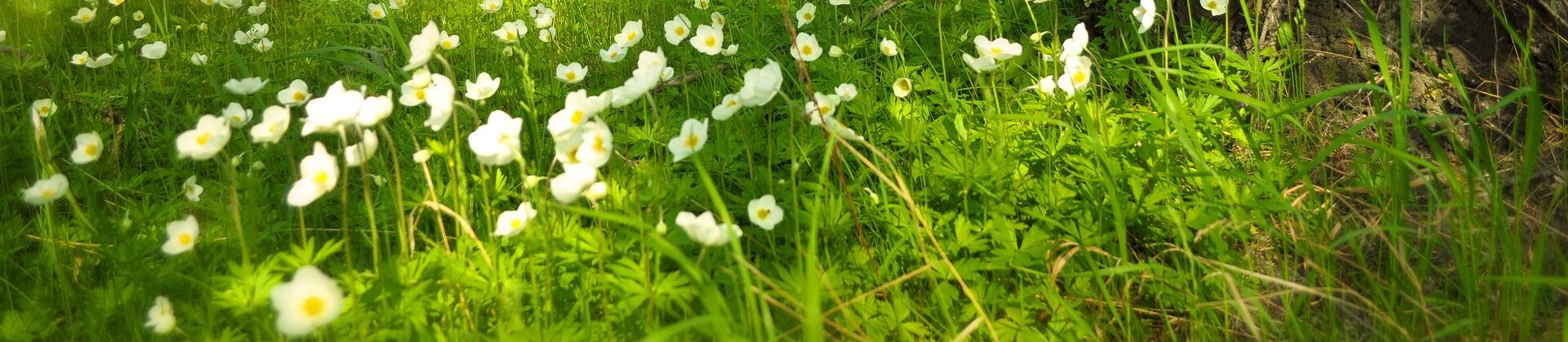 flowers-grass